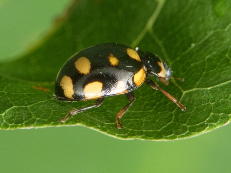 Coccinula quatuordecimpustulata (Linnaeus, 1758)
